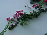 DSC00116.JPG